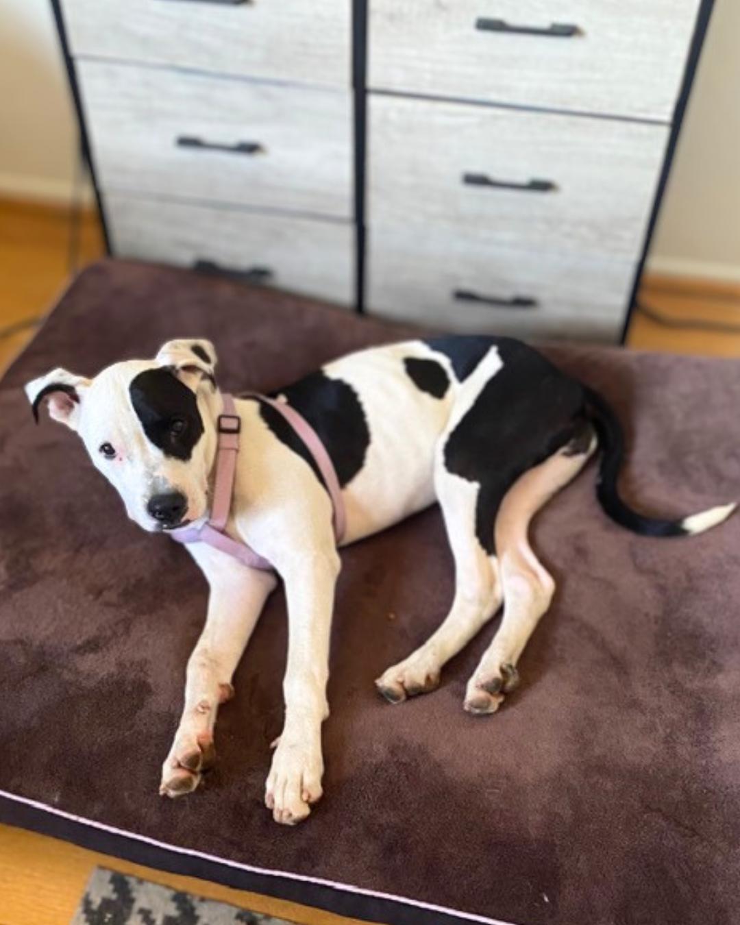 Enlarge Lola (aka Moo Moo), an adopted American Staffordshire Terrier in Valley Village, CA image 3/5