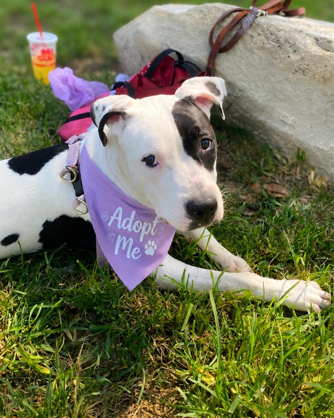 Lola (aka Moo Moo), adopted, Puppy Female American Staffordshire Terrier.