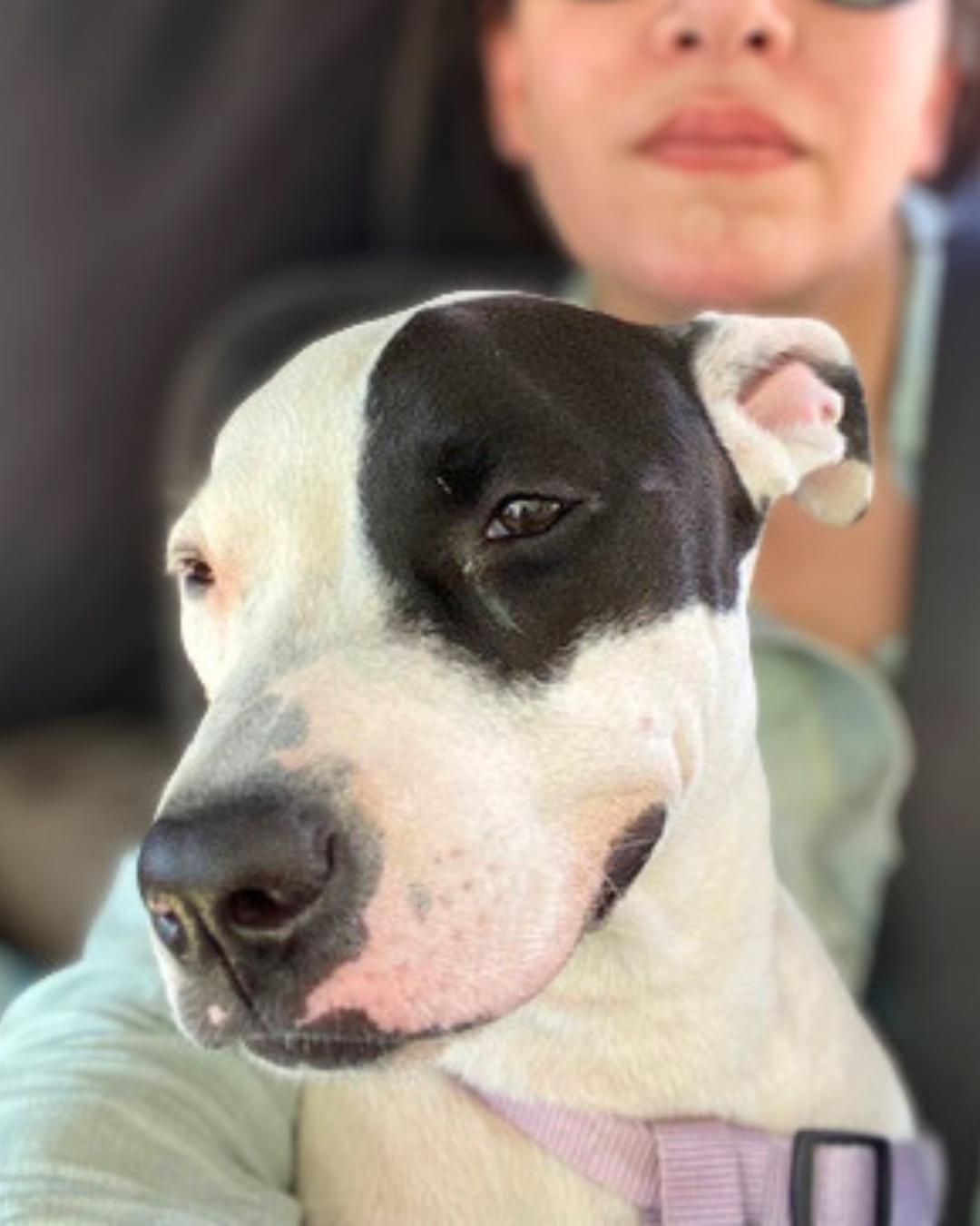 Enlarge Lola (aka Moo Moo), an adopted American Staffordshire Terrier in Valley Village, CA image 2/5