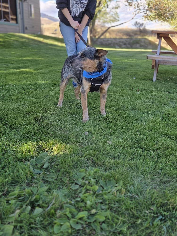Banjo photo