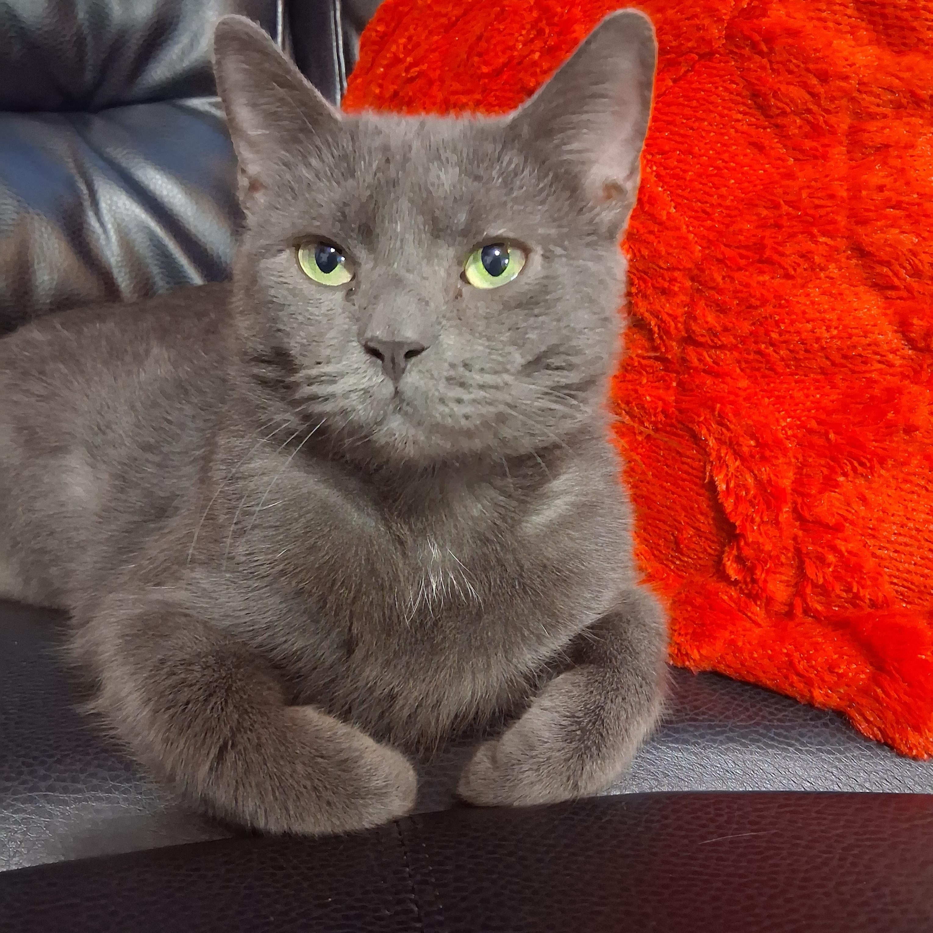 Moana, Adoptable, Adult Female Domestic Short Hair.