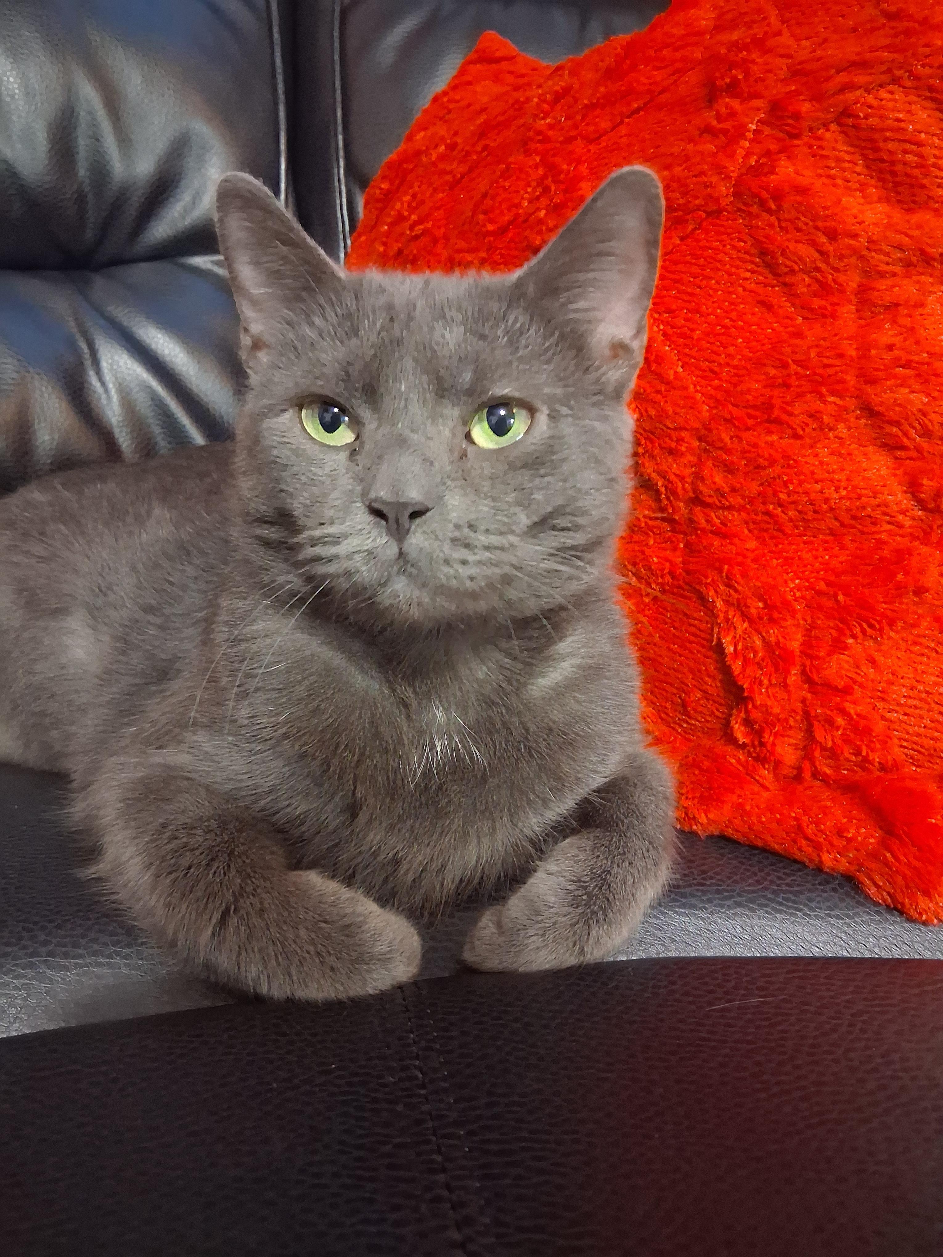 Enlarge Moana, a Adoptable Domestic Short Hair in Philadelphia, PA image 2/6