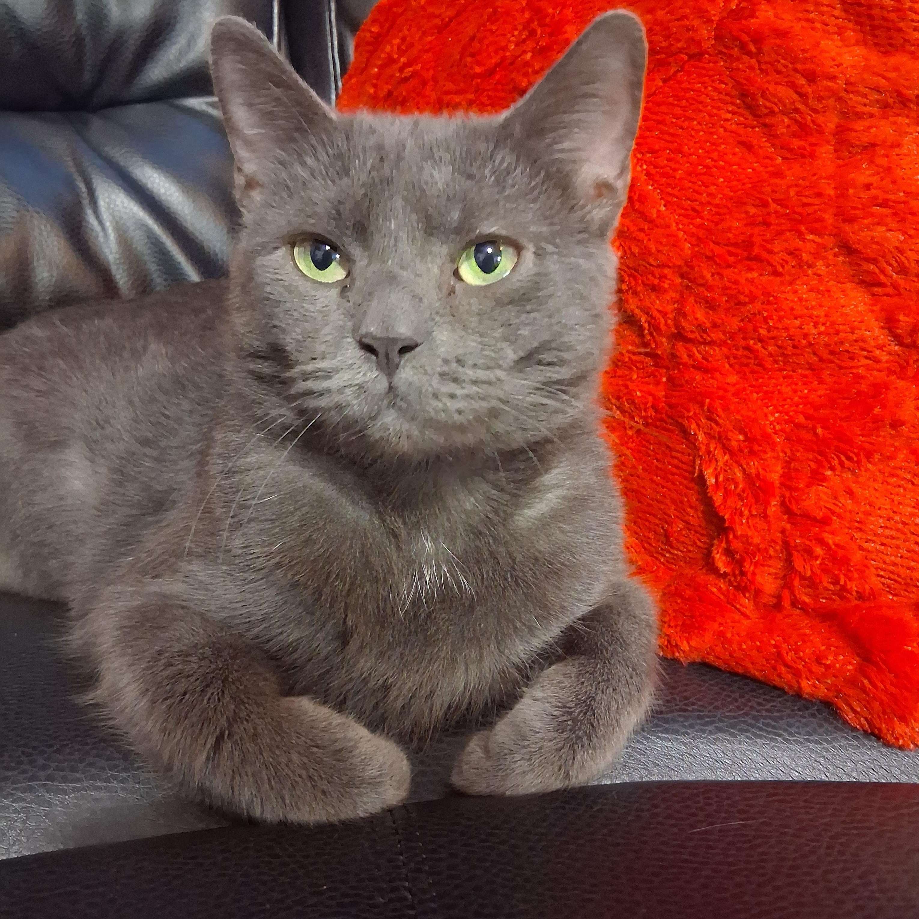 Moana, Adoptable, Adult Female Domestic Short Hair.