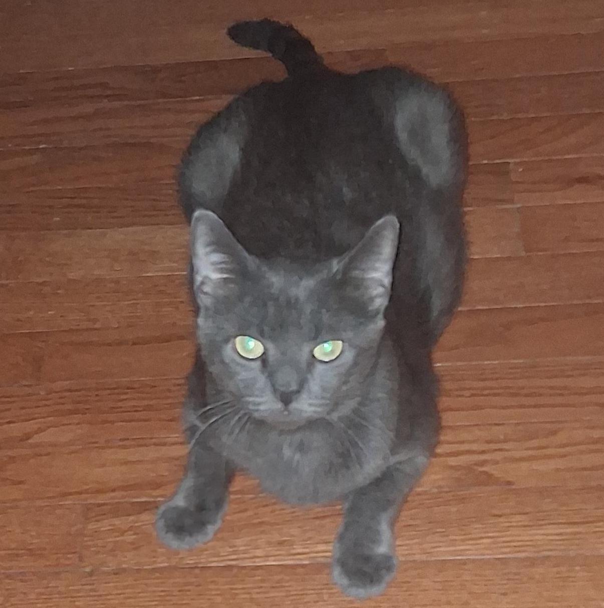 Enlarge Moana, a Adoptable Domestic Short Hair in Philadelphia, PA image 3/6