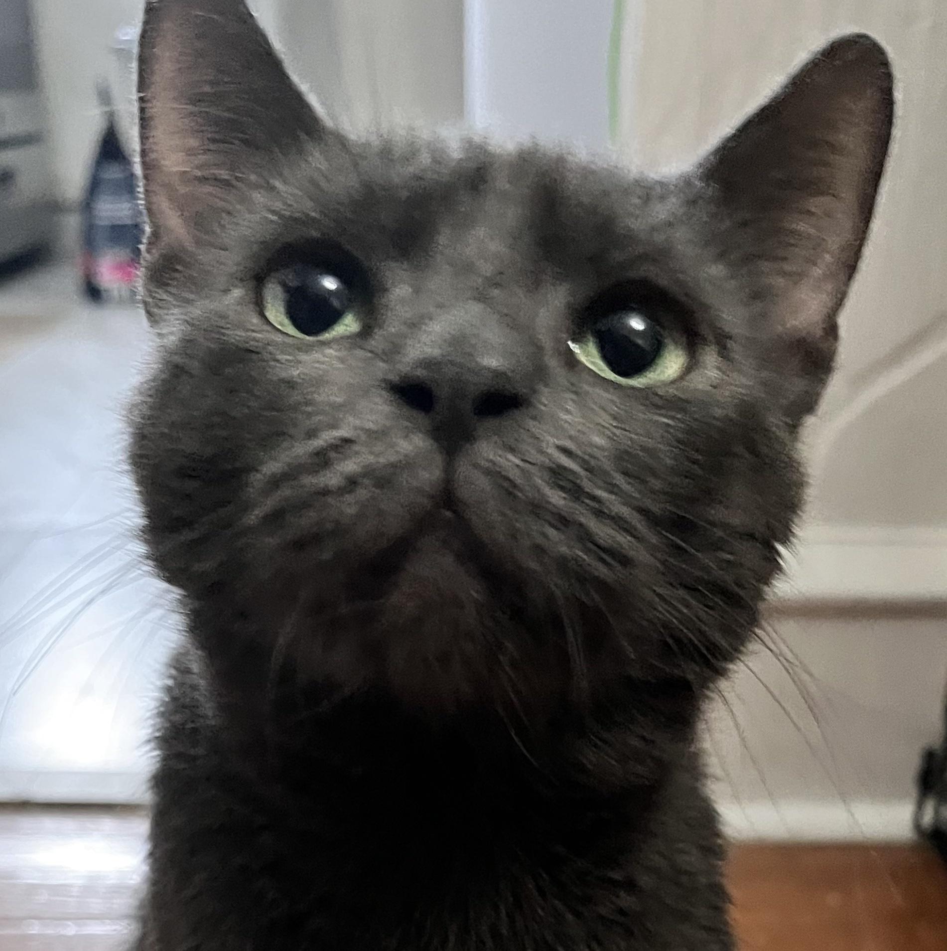 Enlarge Moana, a Adoptable Domestic Short Hair in Philadelphia, PA image 4/6