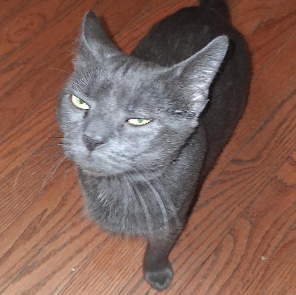 Enlarge Moana, a Adoptable Domestic Short Hair in Philadelphia, PA image 6/6