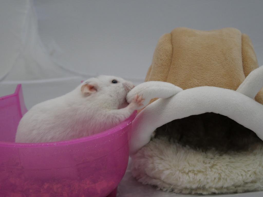 Barbara, Adoptable, Young Female Hamster.