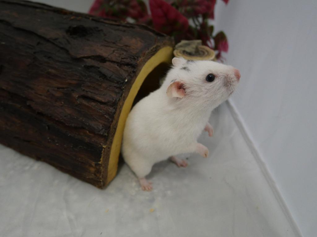 Enlarge Barbara, a Adoptable Hamster in CRYSTAL LAKE, IL image 2/6