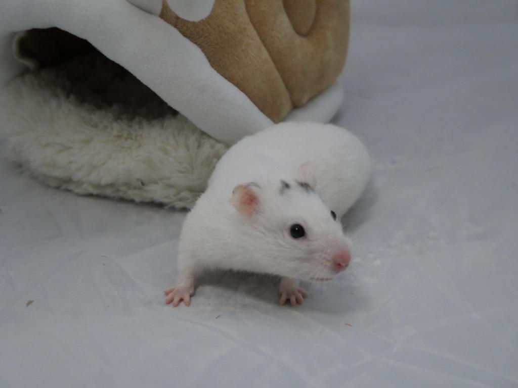 Enlarge Barbara, a Adoptable Hamster in CRYSTAL LAKE, IL image 3/6