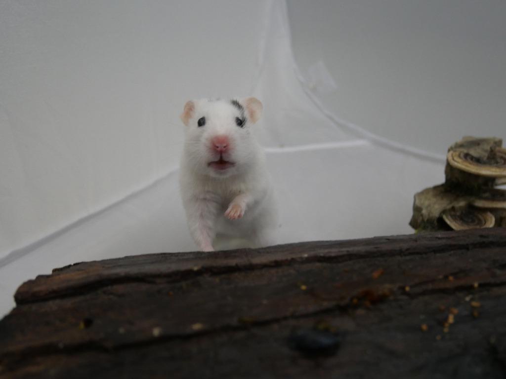Enlarge Barbara, a Adoptable Hamster in CRYSTAL LAKE, IL image 4/6