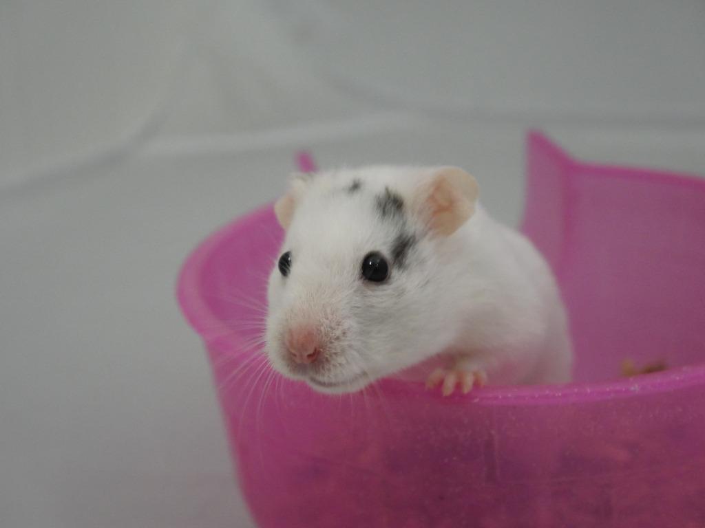 Enlarge Barbara, a Adoptable Hamster in CRYSTAL LAKE, IL image 5/6
