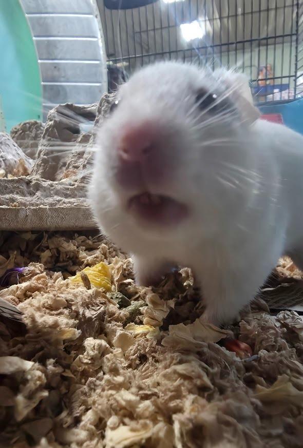 Enlarge Barbara, a Adoptable Hamster in CRYSTAL LAKE, IL image 6/6