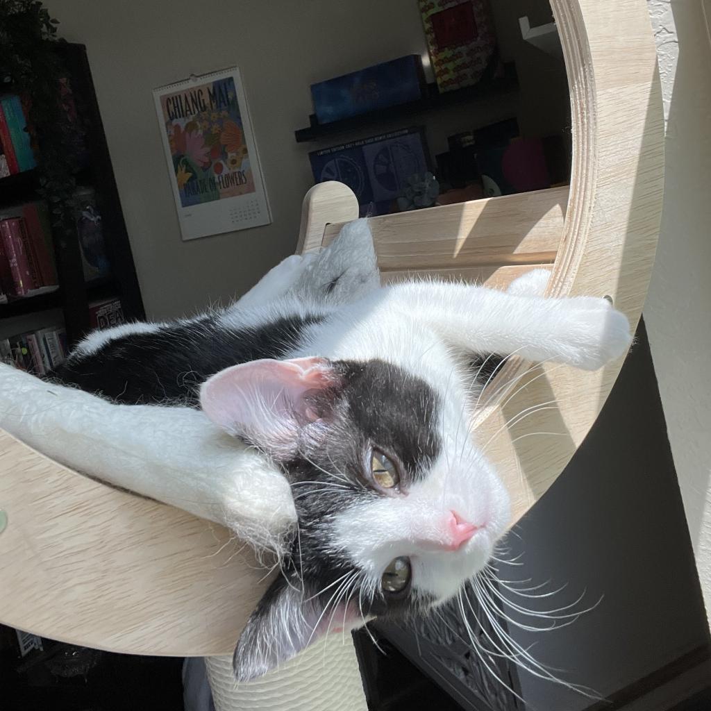 SWEET, a Adoptable Domestic Short Hair in San Antonio, TX image 1/5