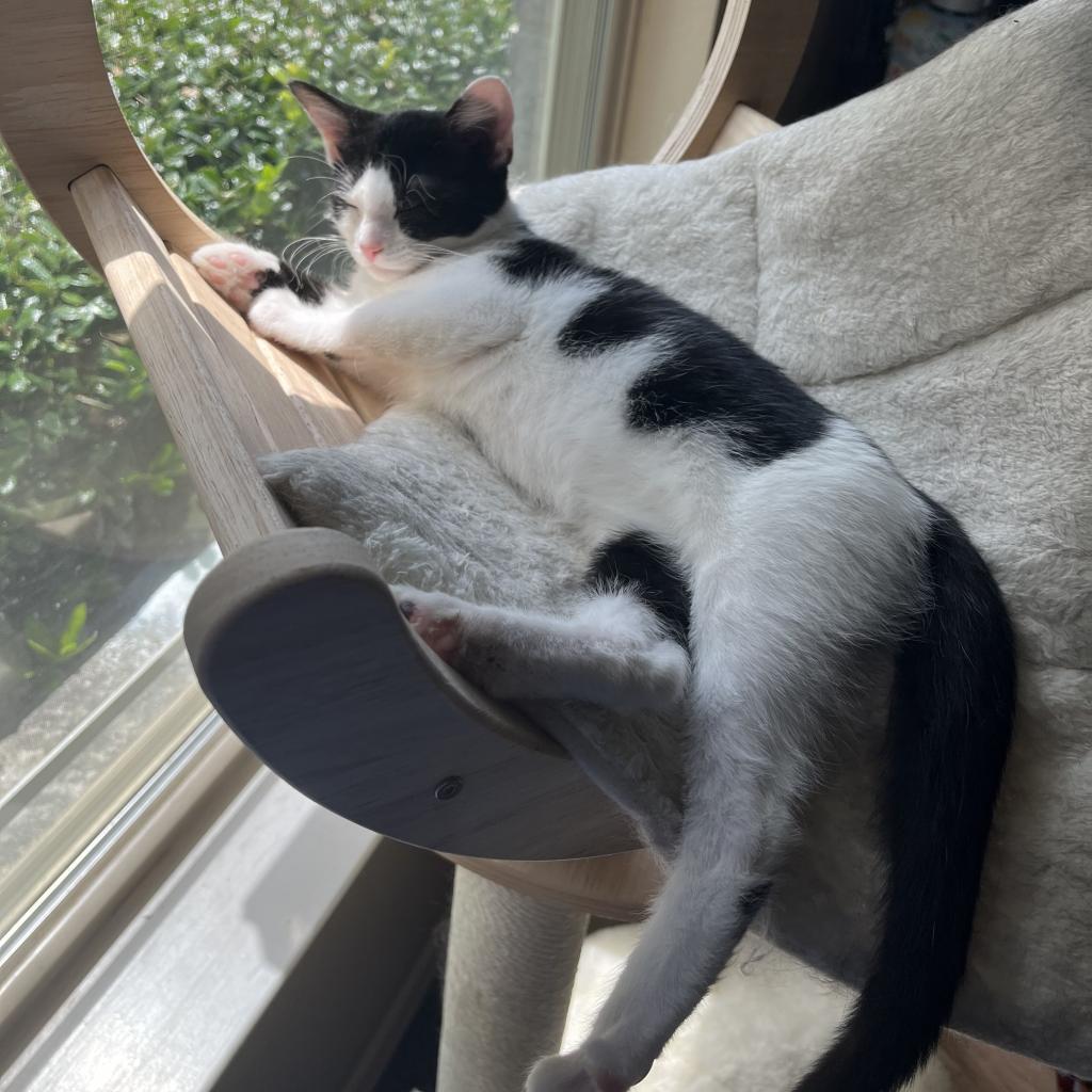 SWEET, a Adoptable Domestic Short Hair in San Antonio, TX image 2/5