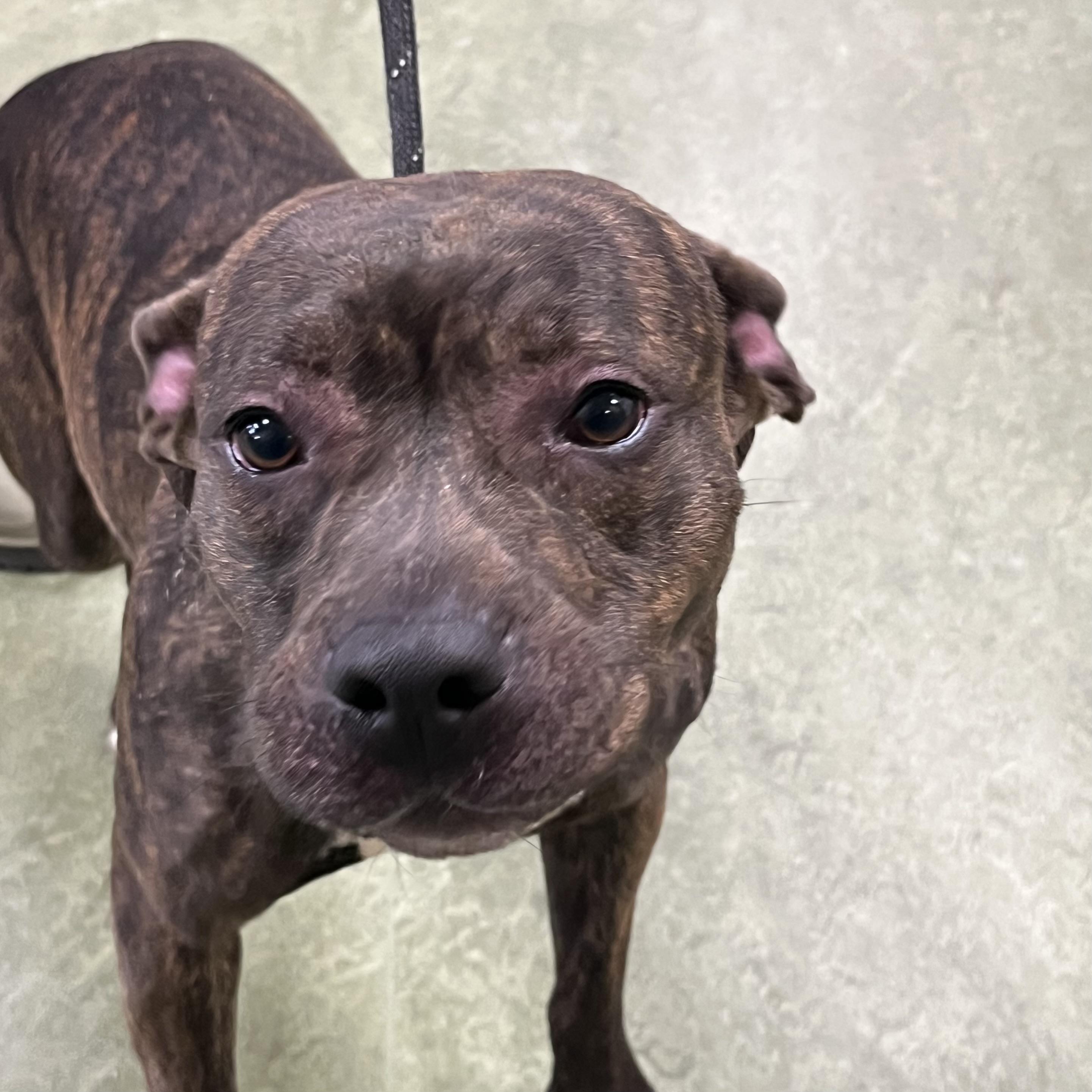 Baby, ADOPTABLE, Adult Female Mixed Breed.