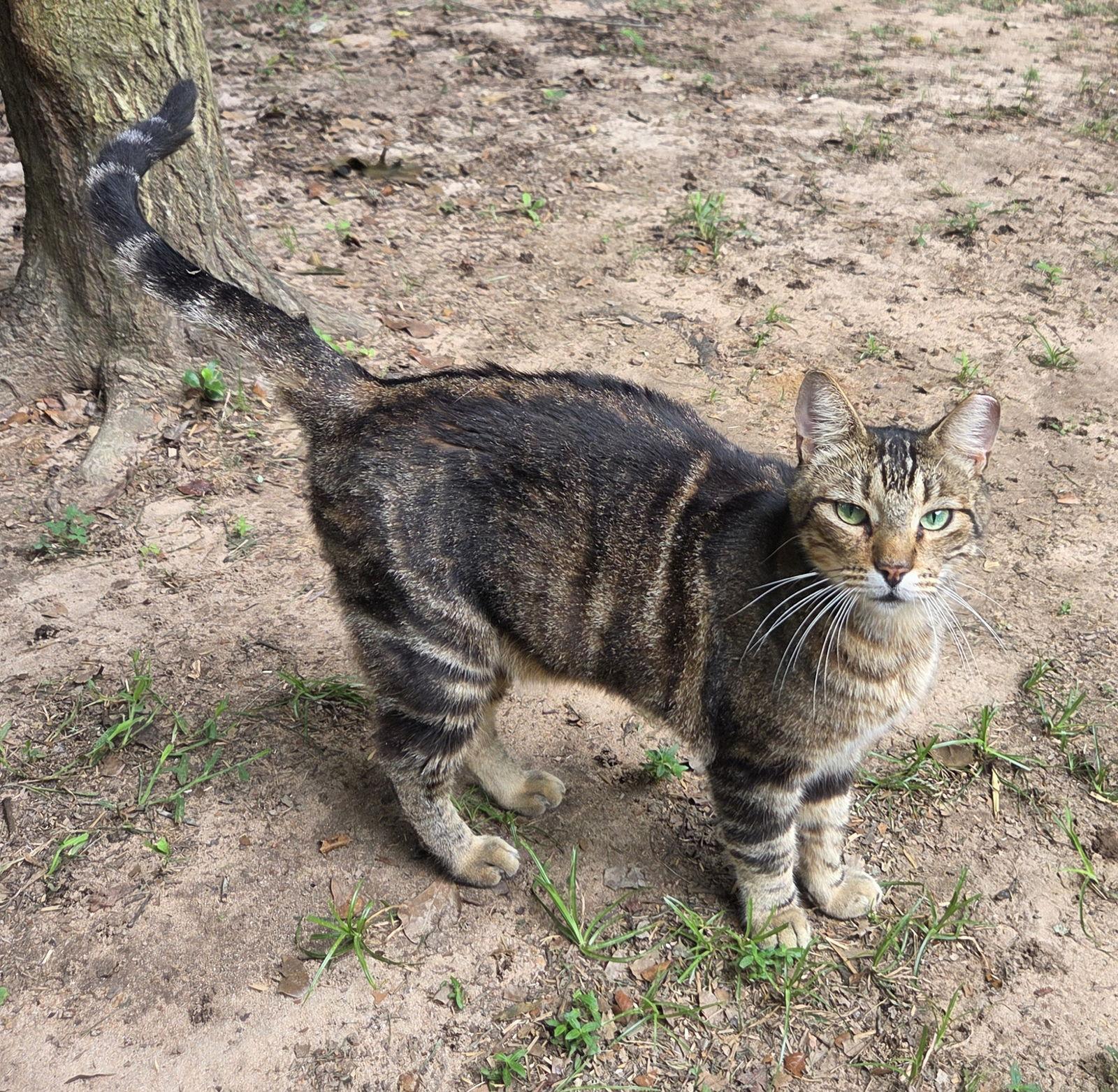 Enlarge Shaka, a Adoptable mixed breed in Magnolia Springs, AL image 1/3