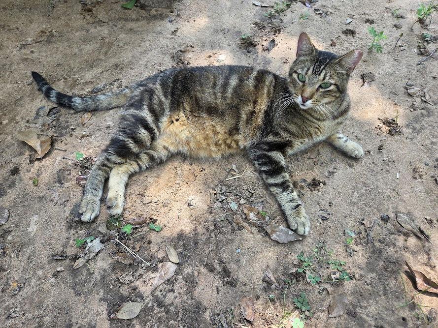 Enlarge Shaka, a Adoptable mixed breed in Magnolia Springs, AL image 2/3