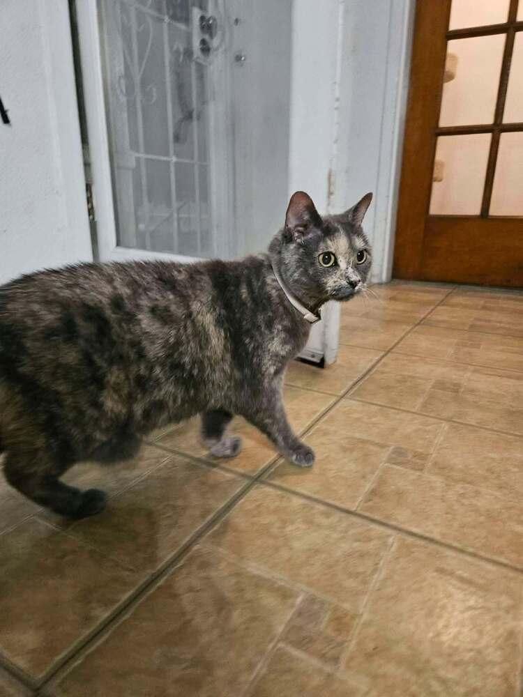 Enlarge Lily, a Adoptable Domestic Short Hair in Albuquerque, NM image 1/1