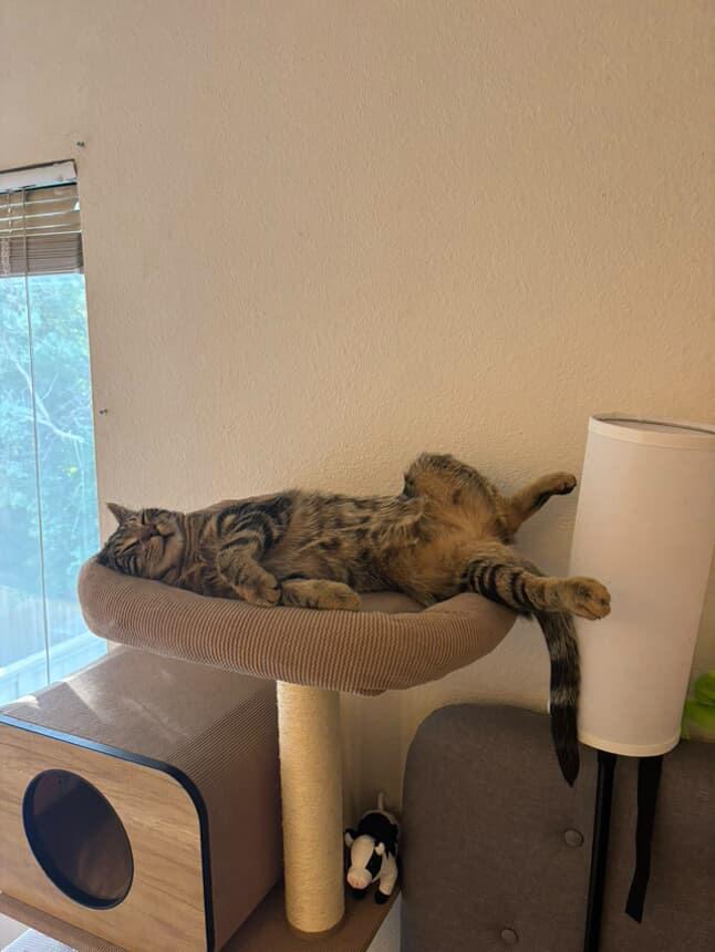 Pie, Adoptable, Kitten Male Domestic Short Hair.