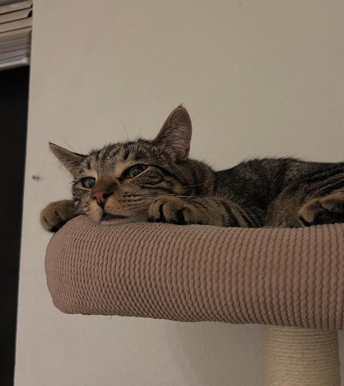 Pie, a Adoptable Domestic Short Hair in Davis, CA image 2/6