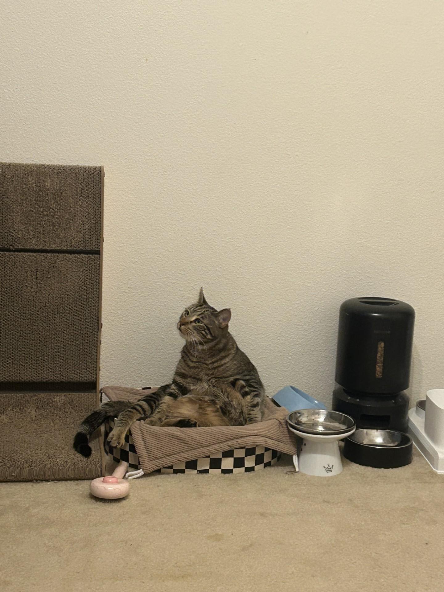 Pie, a Adoptable Domestic Short Hair in Davis, CA image 3/6