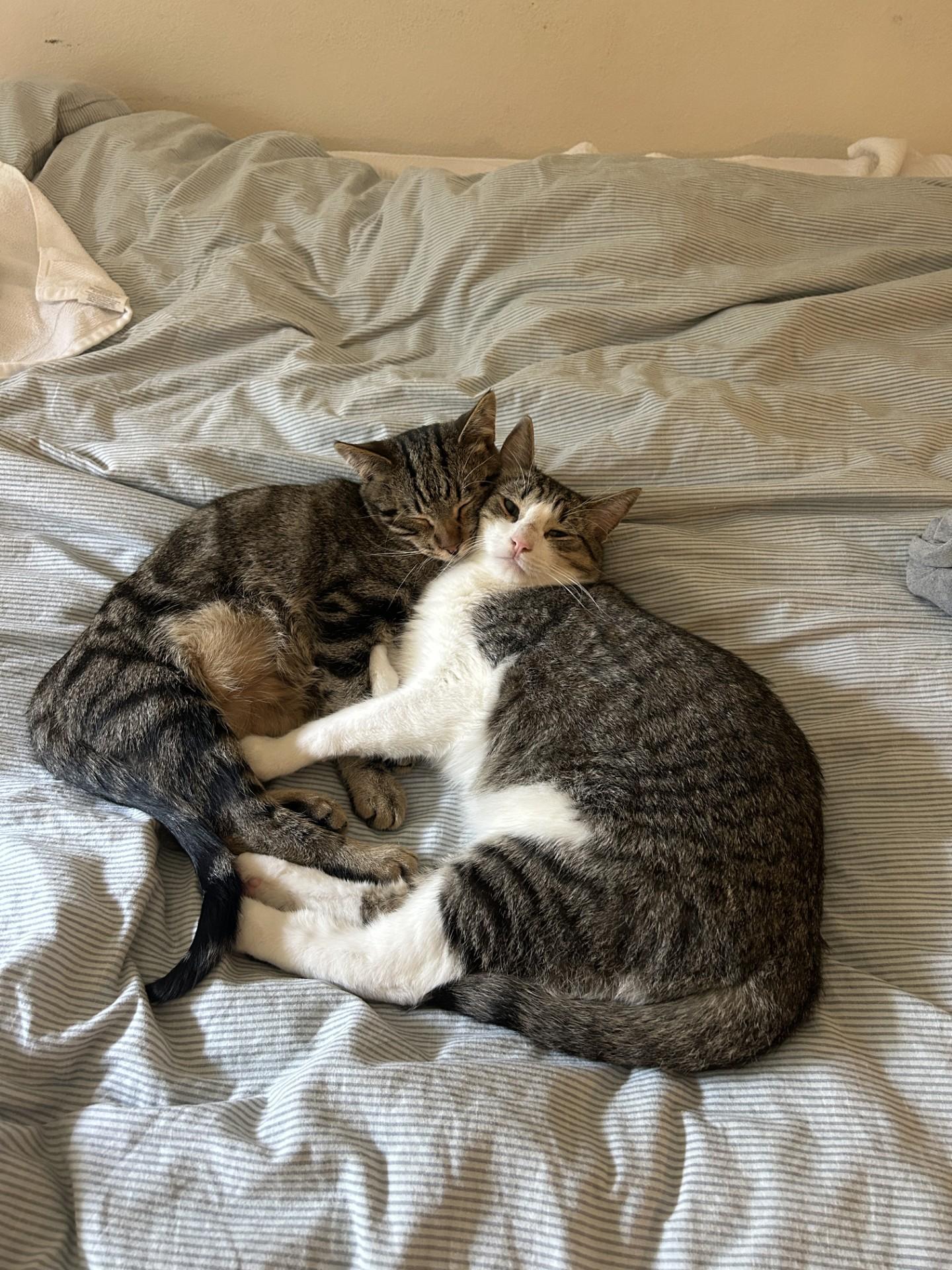 Pie, a Adoptable Domestic Short Hair in Davis, CA image 4/6