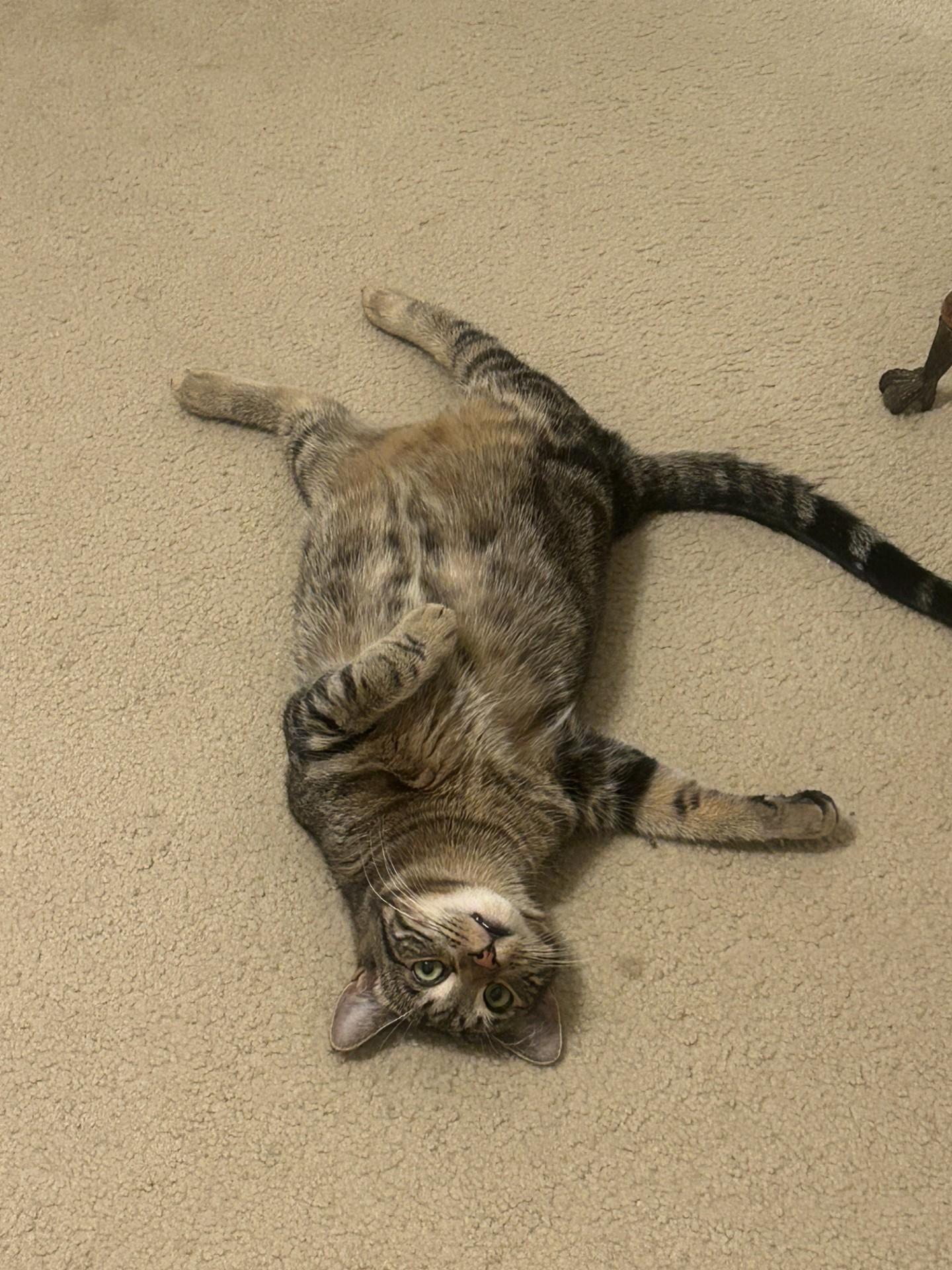 Pie, a Adoptable Domestic Short Hair in Davis, CA image 5/6