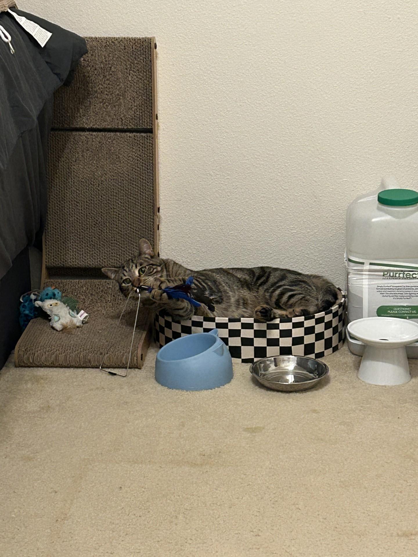 Pie, a Adoptable Domestic Short Hair in Davis, CA image 6/6