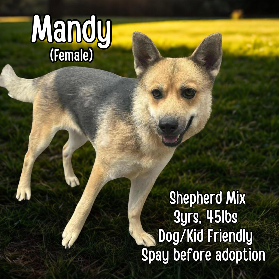 Mandy, Adoptable, Adult Female German Shepherd Dog.