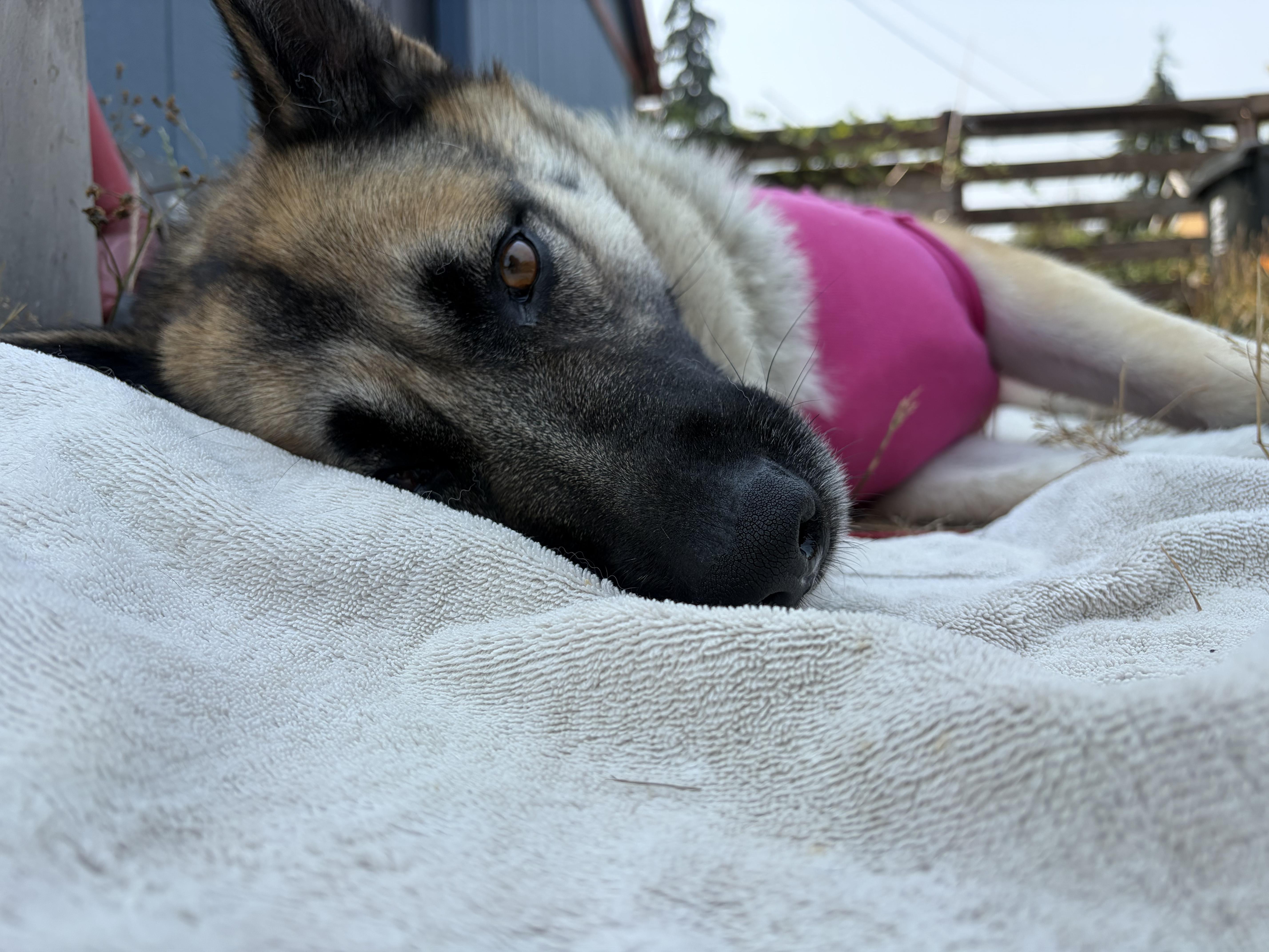 Enlarge Charlie - Sweet Female GSD Looking for Forever Home, a Adoptable mixed breed in Seattle, WA image 3/6