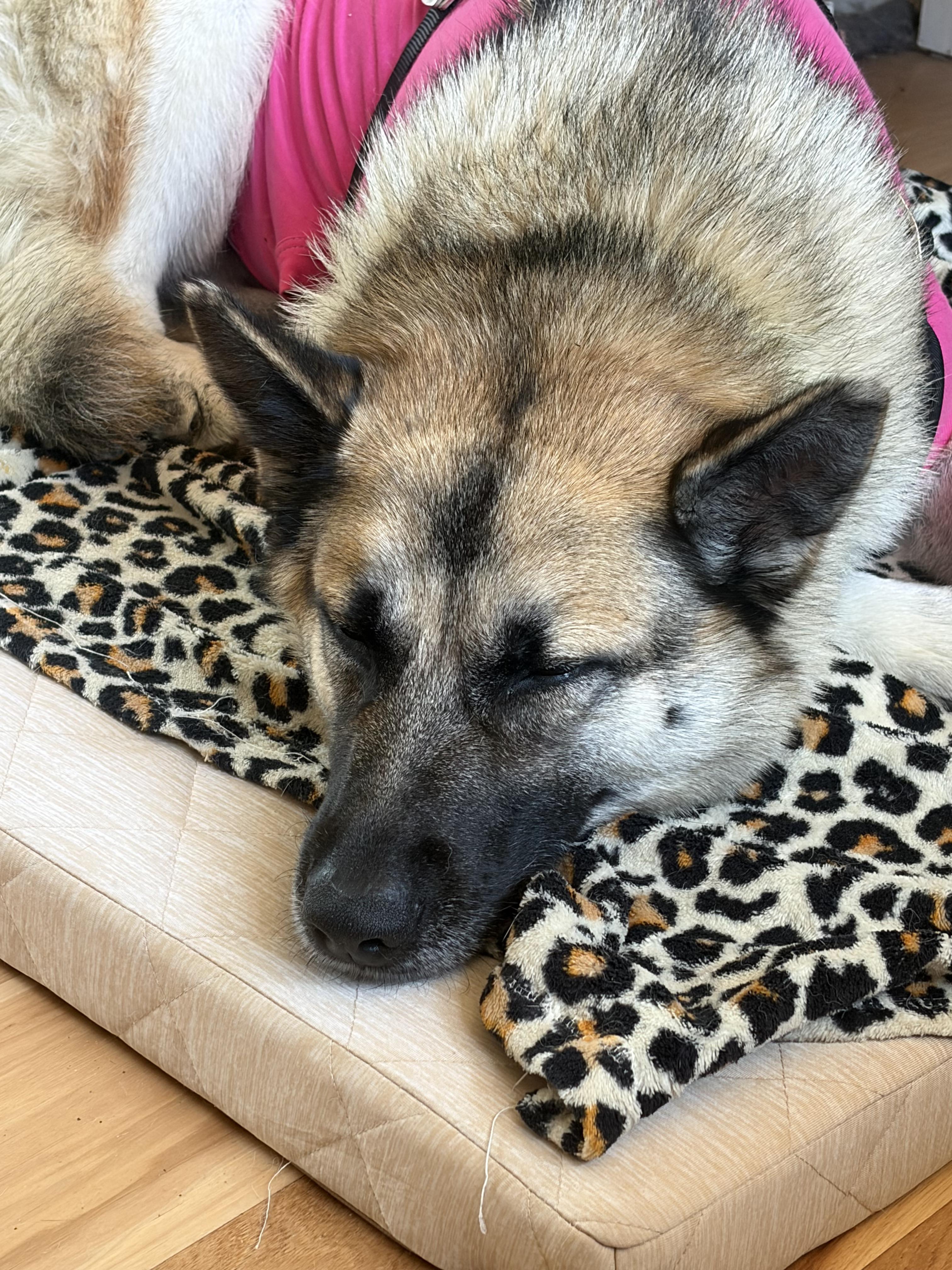 Enlarge Charlie - Sweet Female GSD Looking for Forever Home, a Adoptable mixed breed in Seattle, WA image 2/6