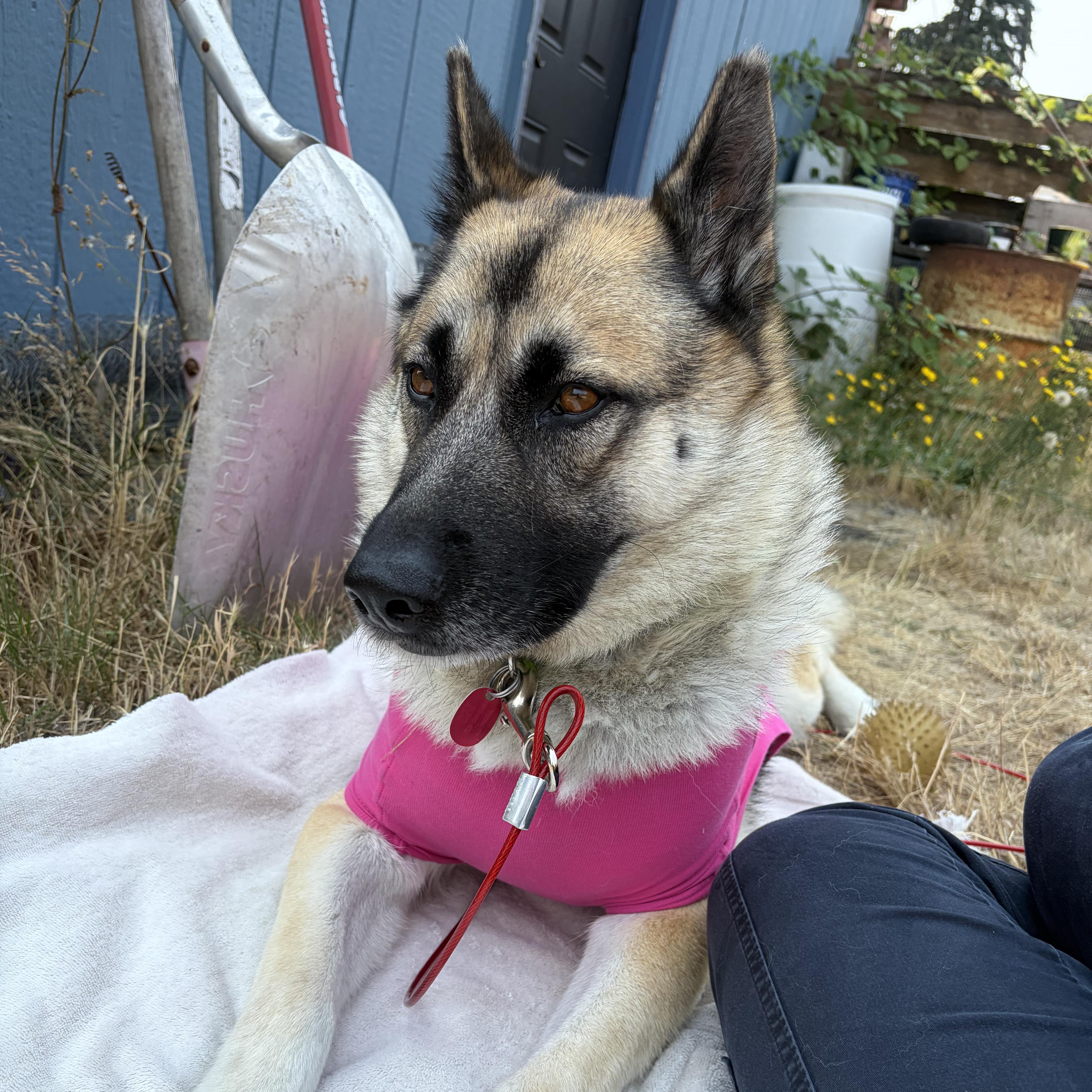 Charlie - Sweet Female GSD Looking for Forever Home, Adoptable, Adult Female German Shepherd Dog.