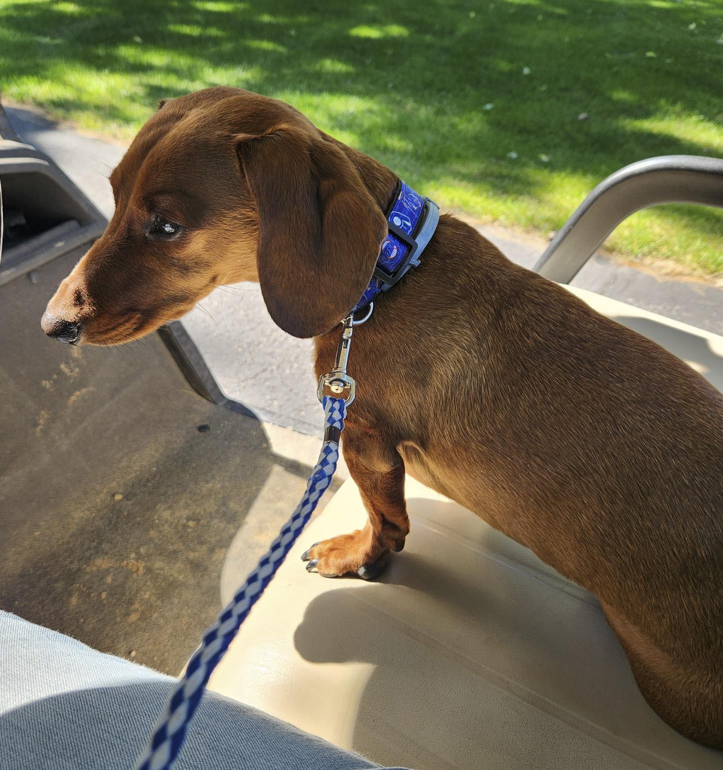 Enlarge Max, a Adoptable Miniature Dachshund in Mauston, WI image 2/2
