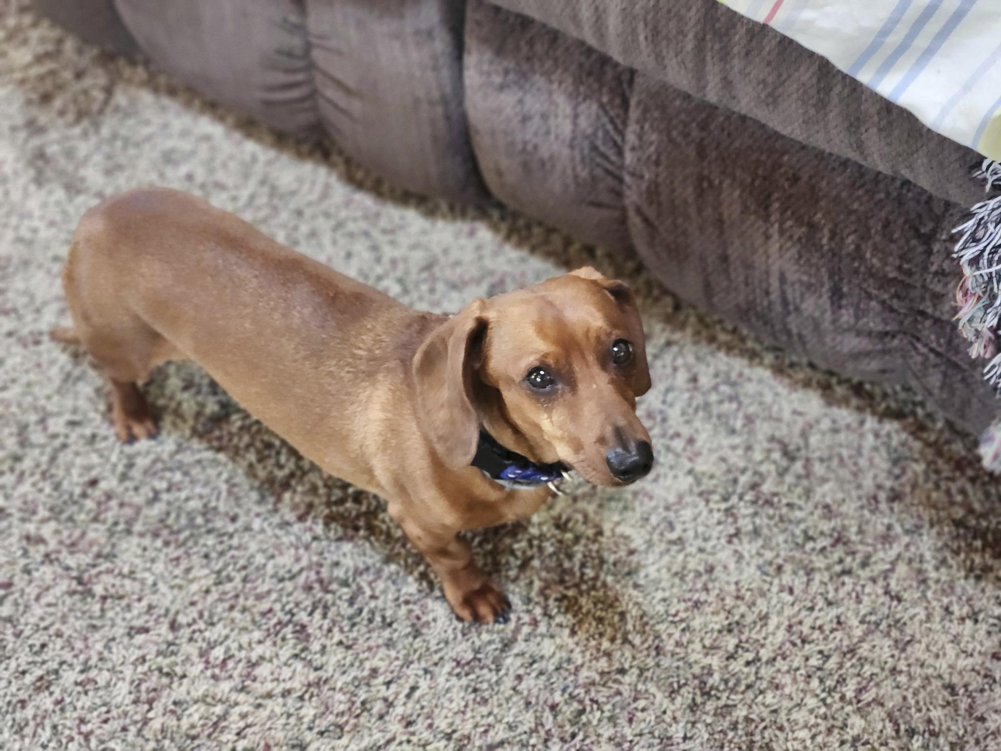 Enlarge Max, a Adoptable Miniature Dachshund in Mauston, WI image 1/2