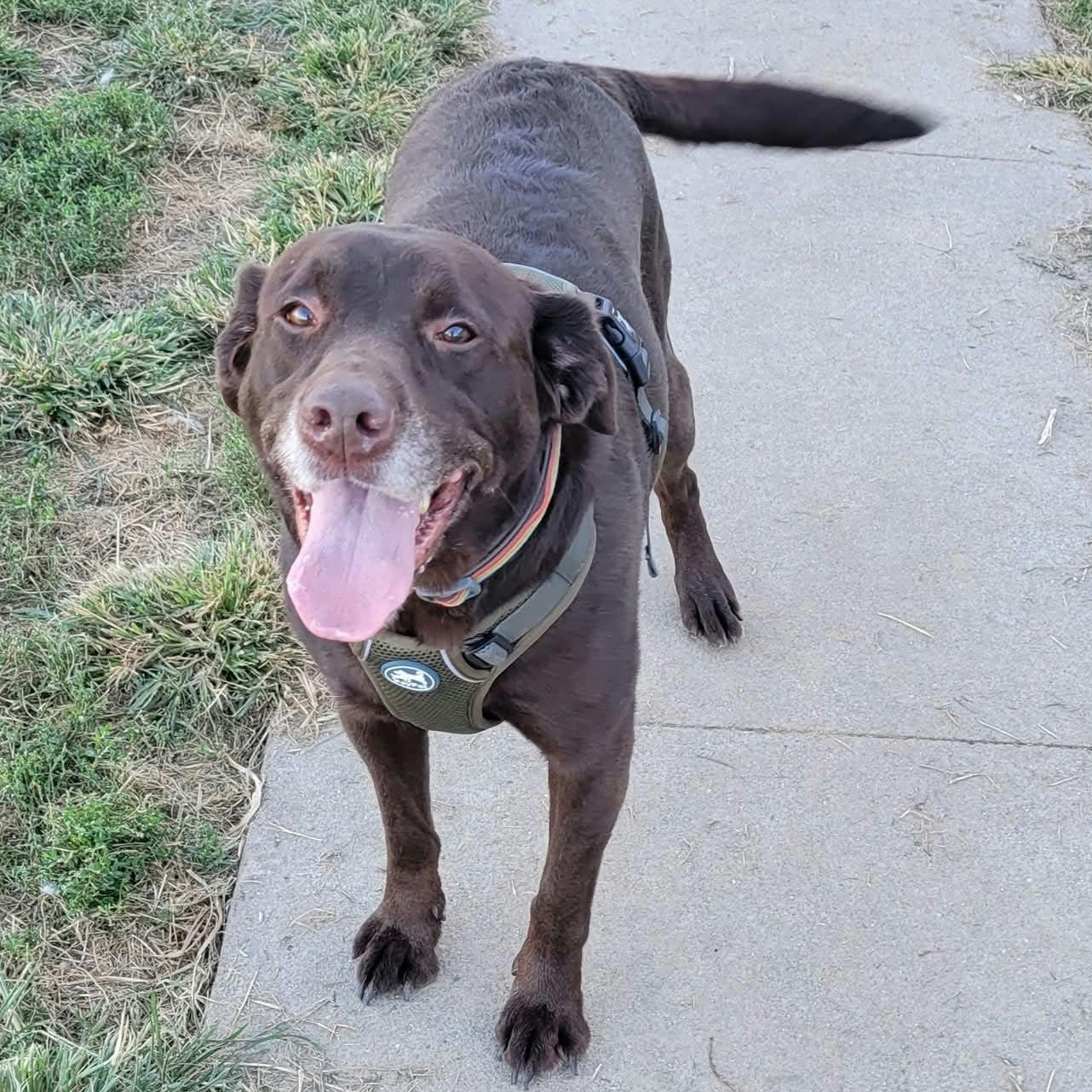 Macy, Adoptable, Adult Female Chocolate Labrador Retriever.