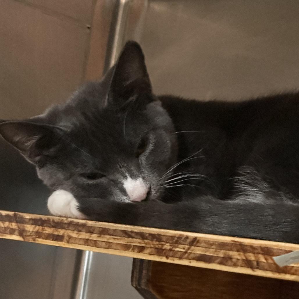 Enlarge Peanugget, a Adoptable Domestic Short Hair in Austin, TX image 1/1