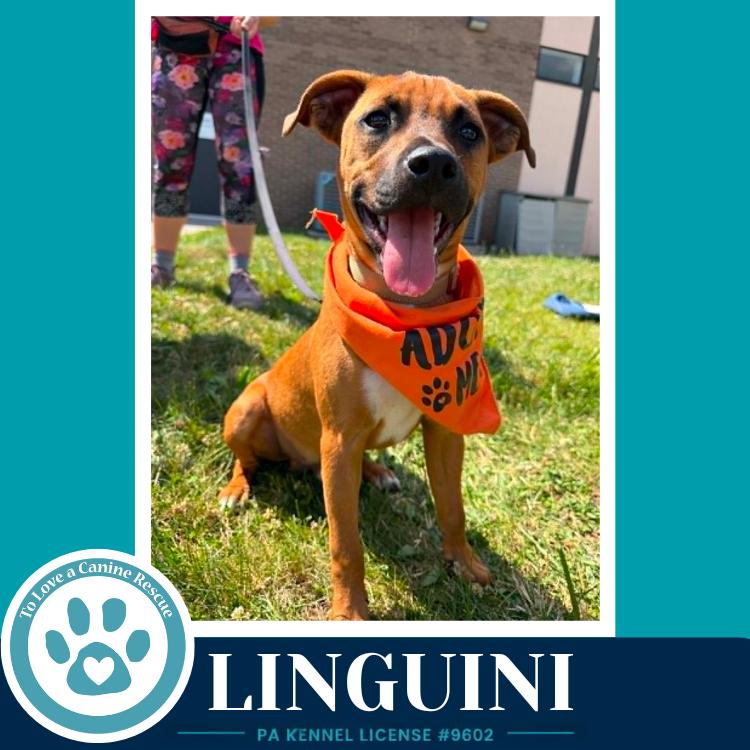 Linguini (Pasta Pups) 042526, a Adoptable mixed breed in Kimberton, PA image 1/5