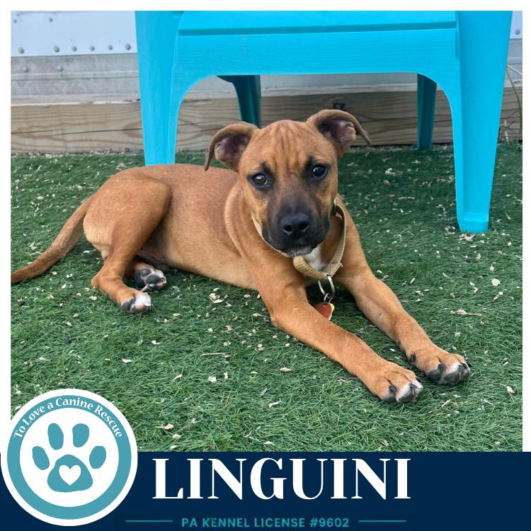 Linguini (Pasta Pups) 042526, a Adoptable mixed breed in Kimberton, PA image 2/5
