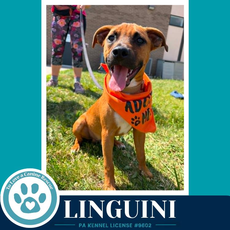 Linguini (Pasta Pups) 042526, a Adoptable mixed breed in Kimberton, PA image 3/5