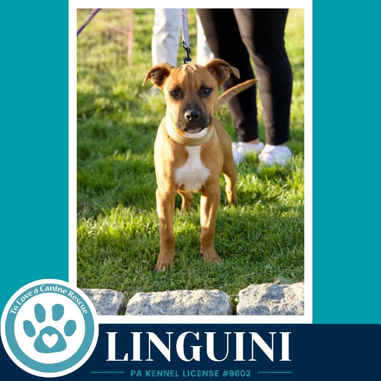 Linguini (Pasta Pups) 042526, a Adoptable mixed breed in Kimberton, PA image 4/5