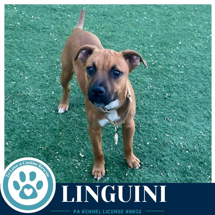 Linguini (Pasta Pups) 042526, a Adoptable mixed breed in Kimberton, PA image 5/5