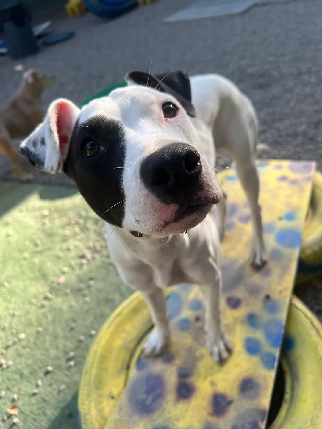 Delilah - in Maine, Adoptable, Young Female Mountain Cur.