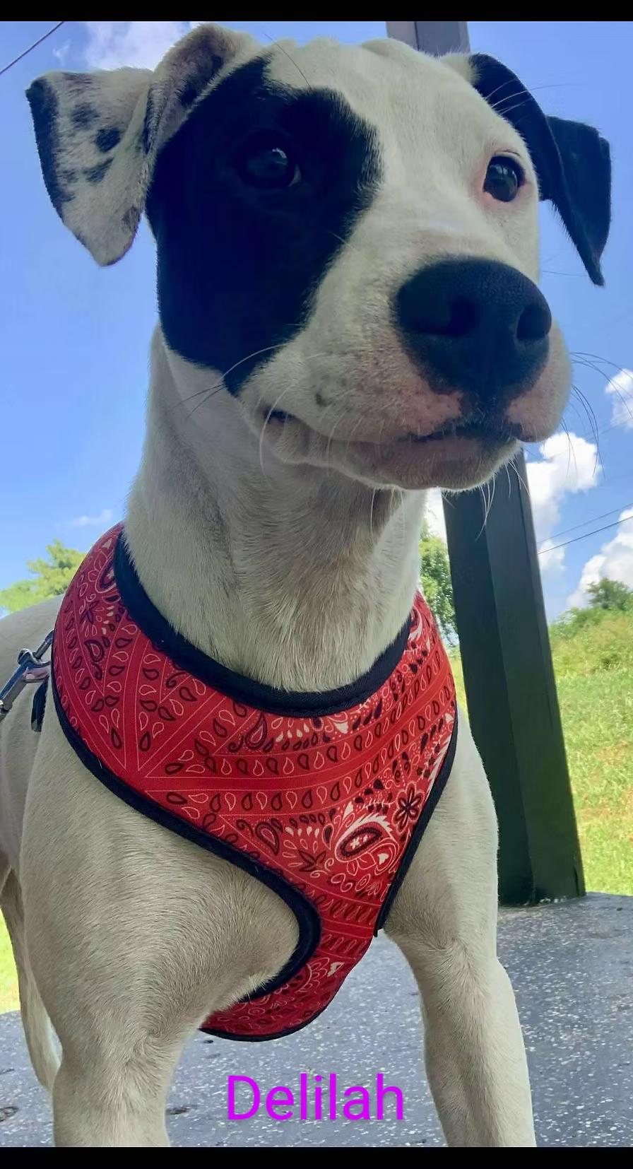 Enlarge Delilah - in Maine, a Adoptable mixed breed in Kennebunkport, ME image 1/1