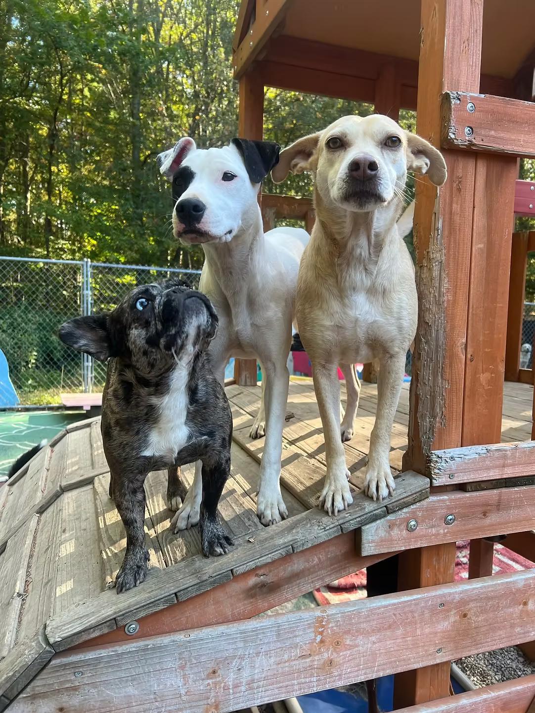 Delilah - in Maine, a Adoptable mixed breed in Kennebunkport, ME image 4/5