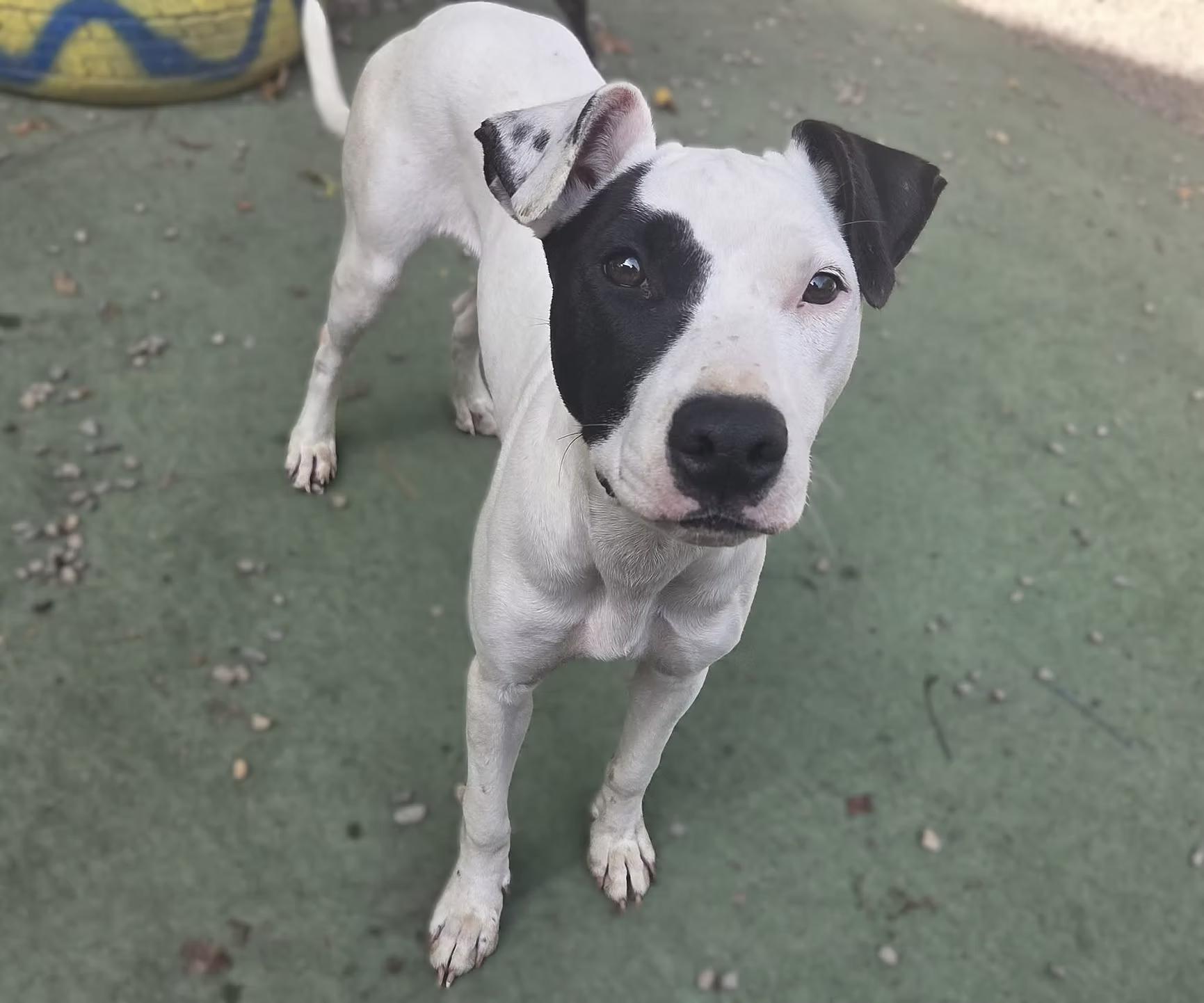 Delilah - in Maine, a Adoptable mixed breed in Kennebunkport, ME image 3/5