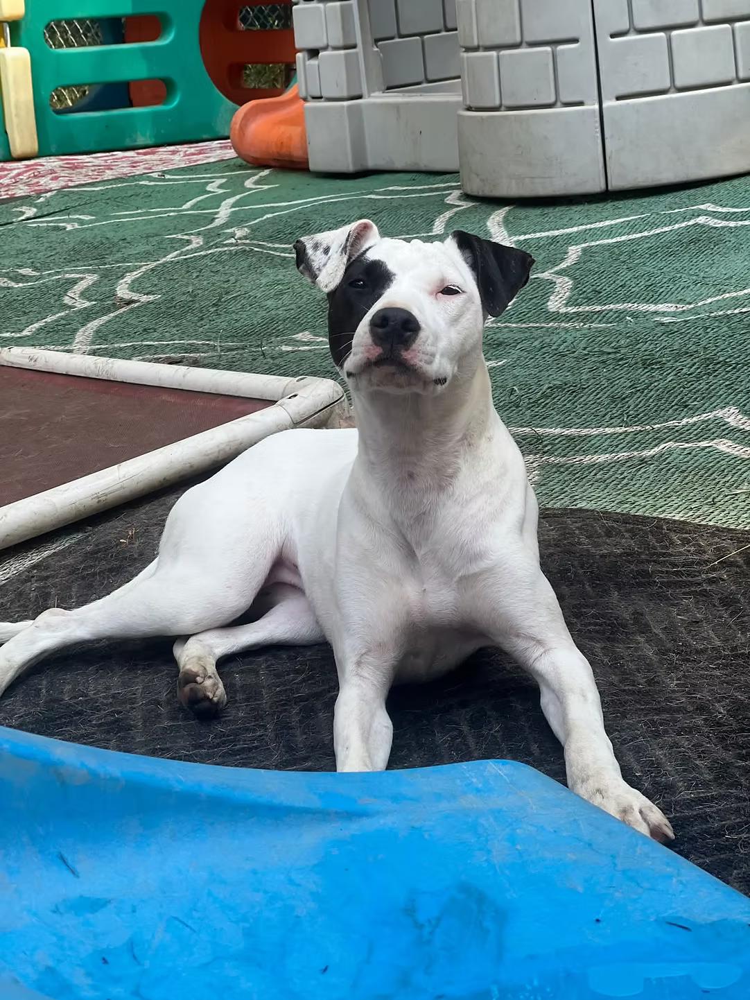 Delilah - in Maine, a Adoptable mixed breed in Kennebunkport, ME image 2/5