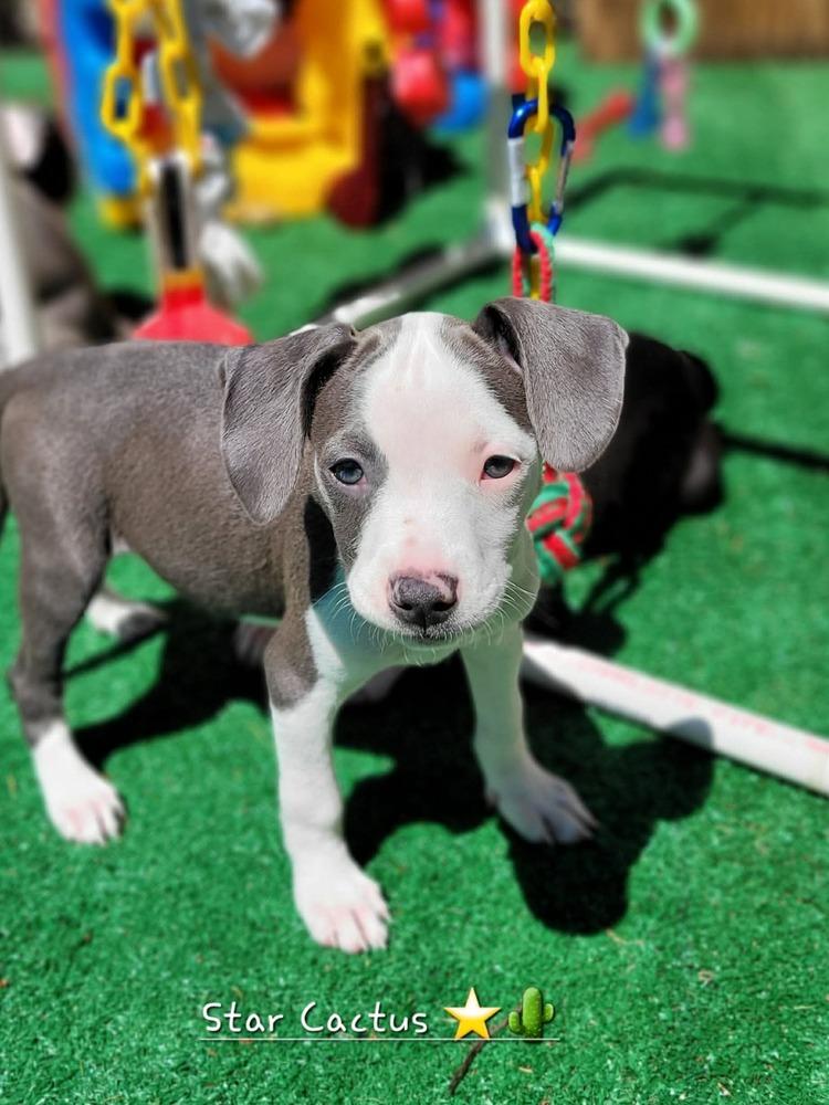 Star Cactus (Tiny 10 2026) female, Adoptable, Puppy Female Pit Bull Terrier & Mixed Breed.