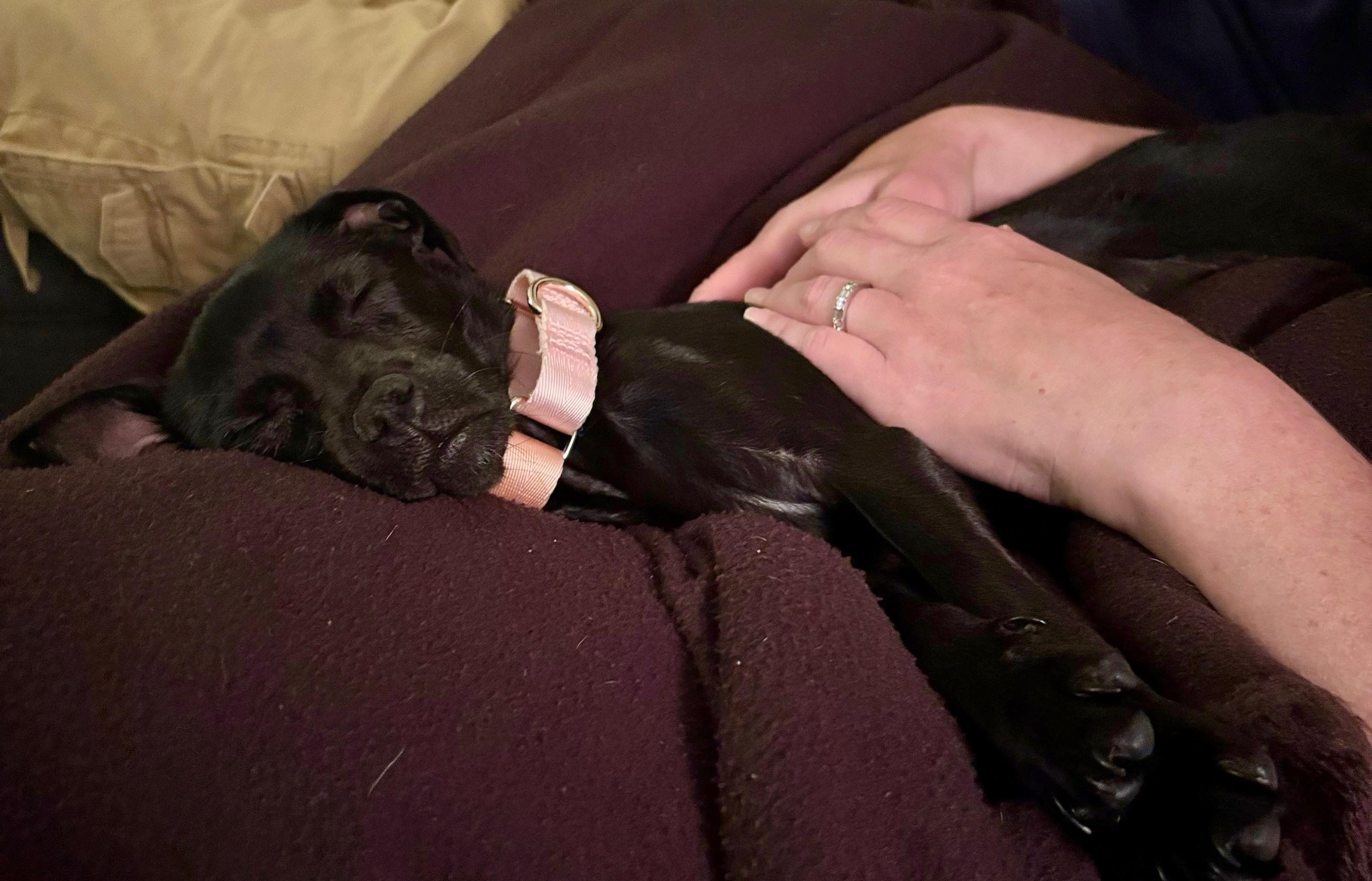 Puma  Local In thumbnail 2