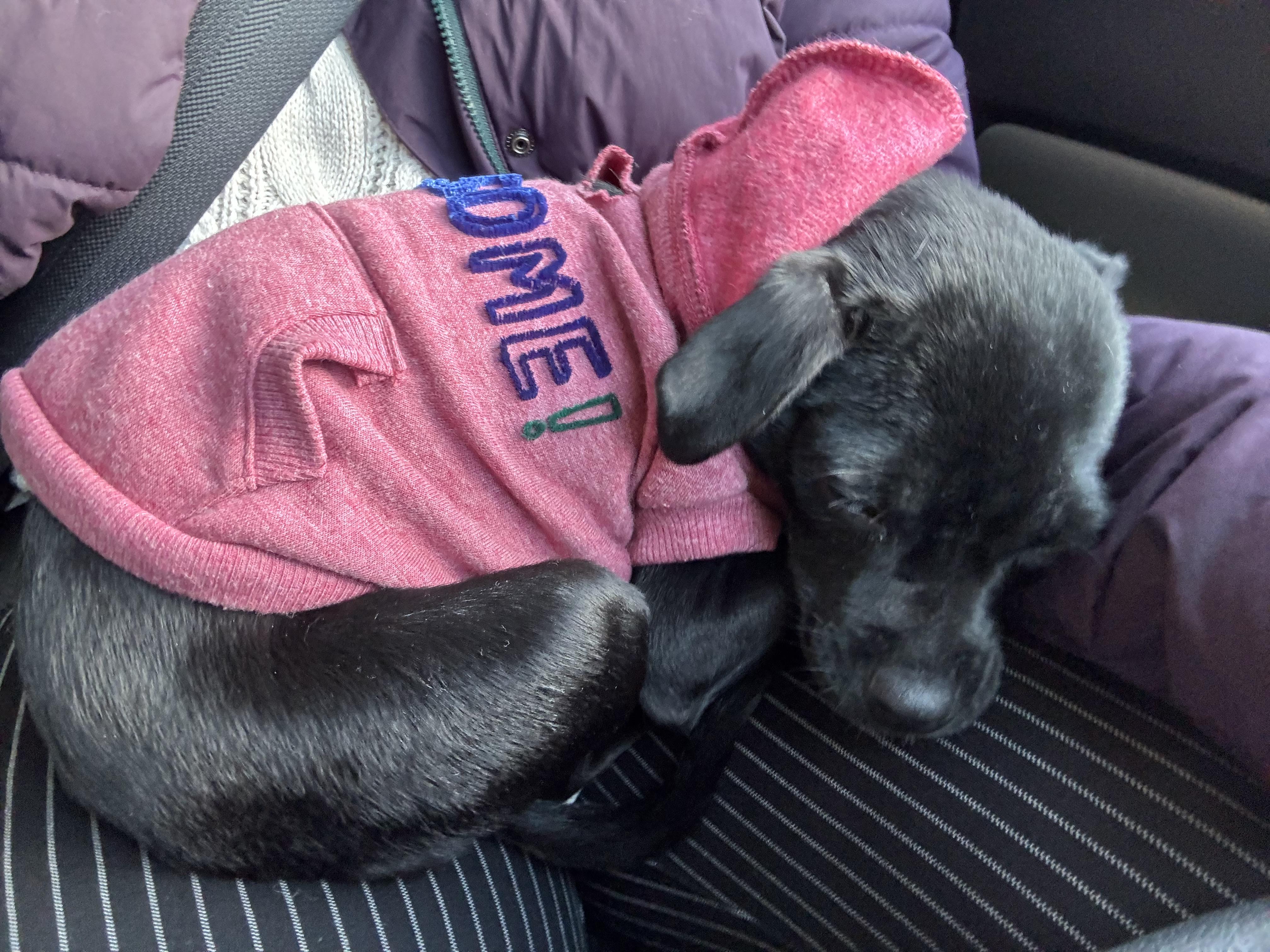 Puma  Local In thumbnail 5