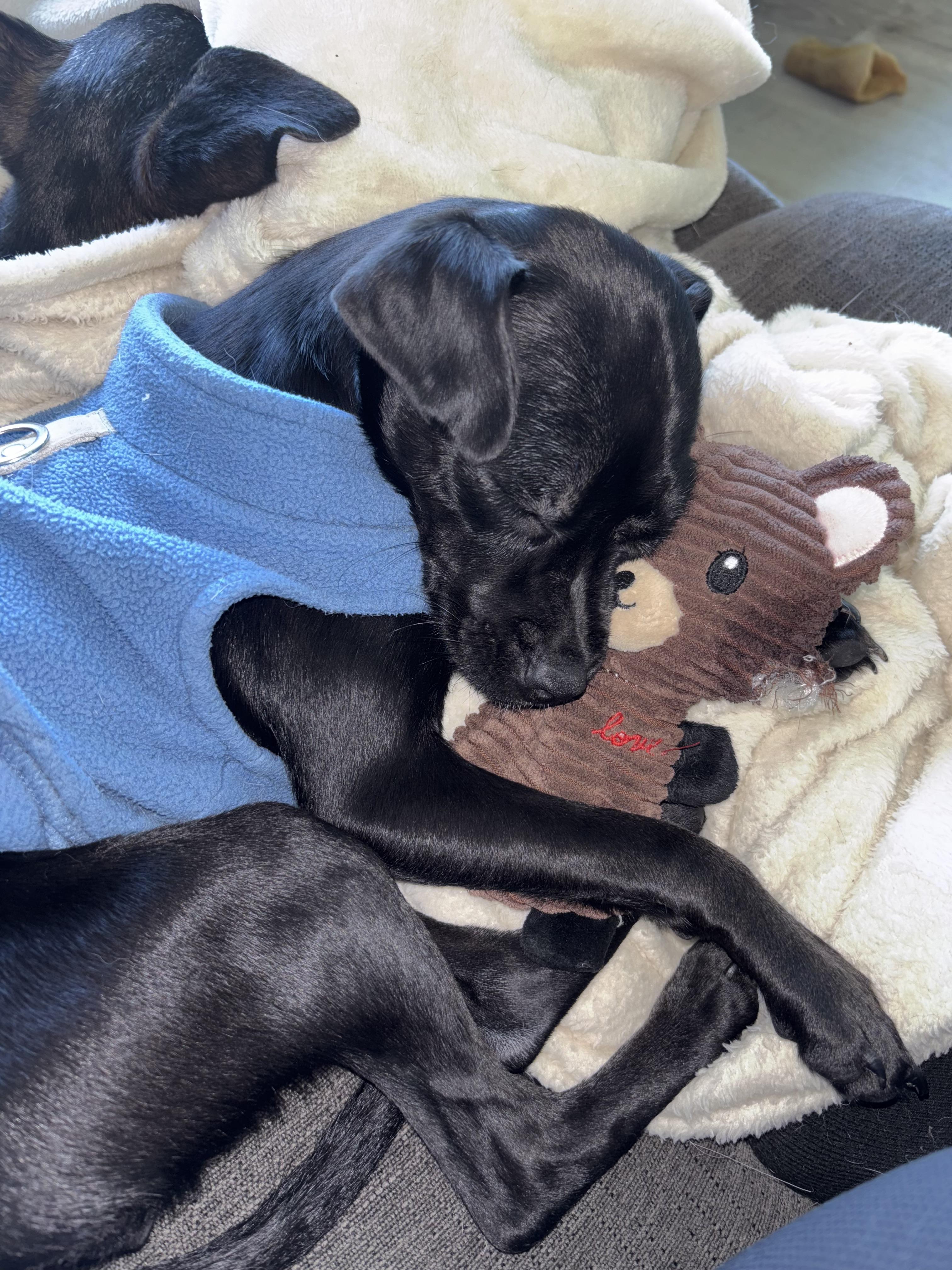 Puma  Local In thumbnail 3